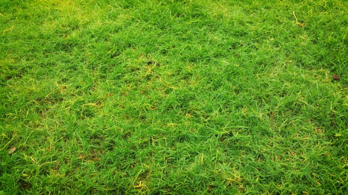 field-grass-grass-field-166651